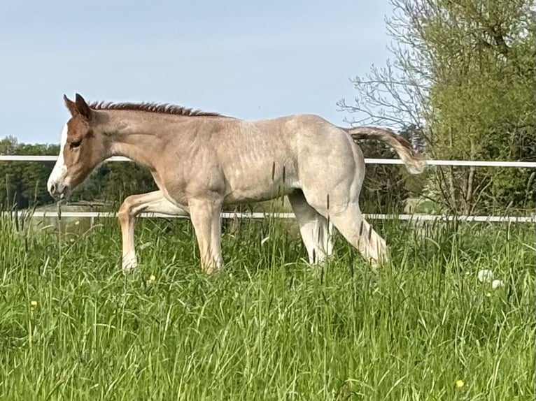 American Quarter Horse Giumenta Puledri (04/2026) Roano rosso in Ascha