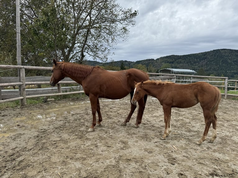 American Quarter Horse Giumenta  Sauro in Graz,12.Bez.:AndritzStattegg