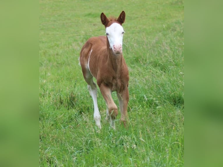 American Quarter Horse Giumenta Puledri (05/2026) Sauro in Alterkülz