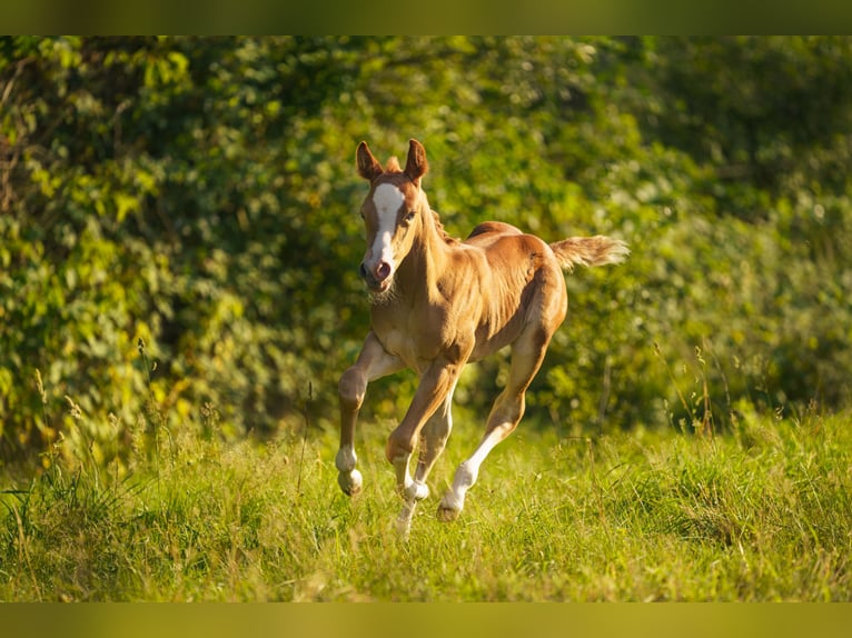 American Quarter Horse Giumenta Puledri (05/2025) Sauro in Sankt Leon-RotSt. Leon-Rot