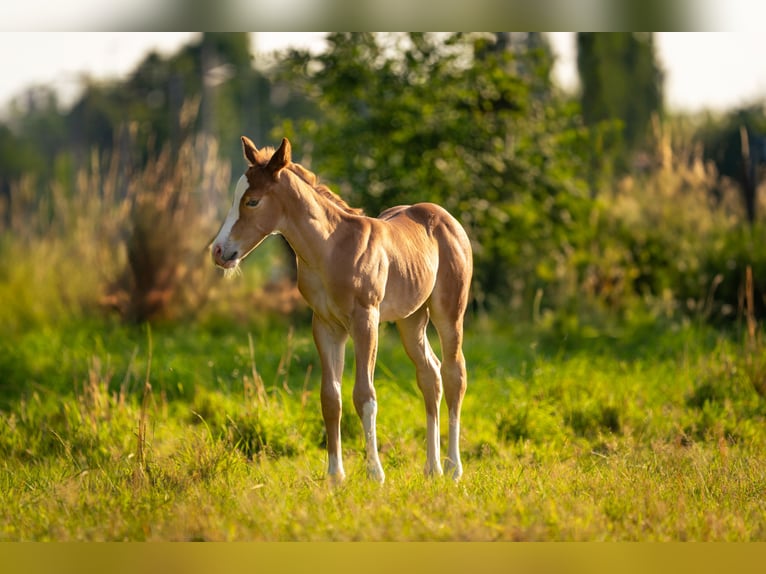 American Quarter Horse Giumenta Puledri (05/2025) Sauro in Sankt Leon-RotSt. Leon-Rot