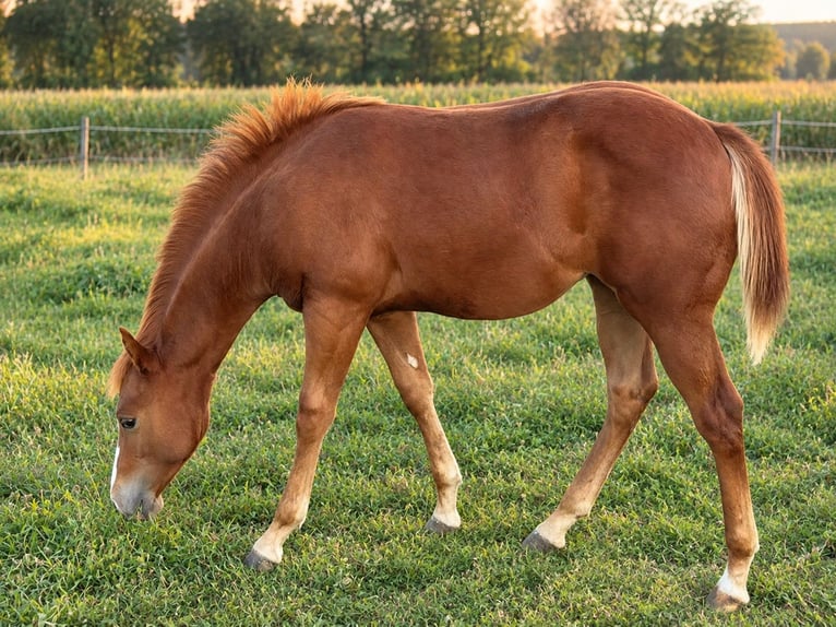 American Quarter Horse Giumenta Puledri (04/2026) Sauro in Schwabach