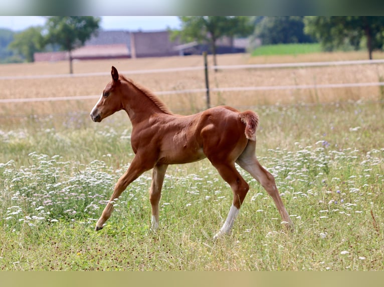 American Quarter Horse Giumenta Puledri (06/2025) Sauro scuro in Wadersloh