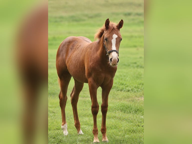American Quarter Horse Giumenta Puledri (05/2026) Sauro scuro in Taufkirchen (Vils)