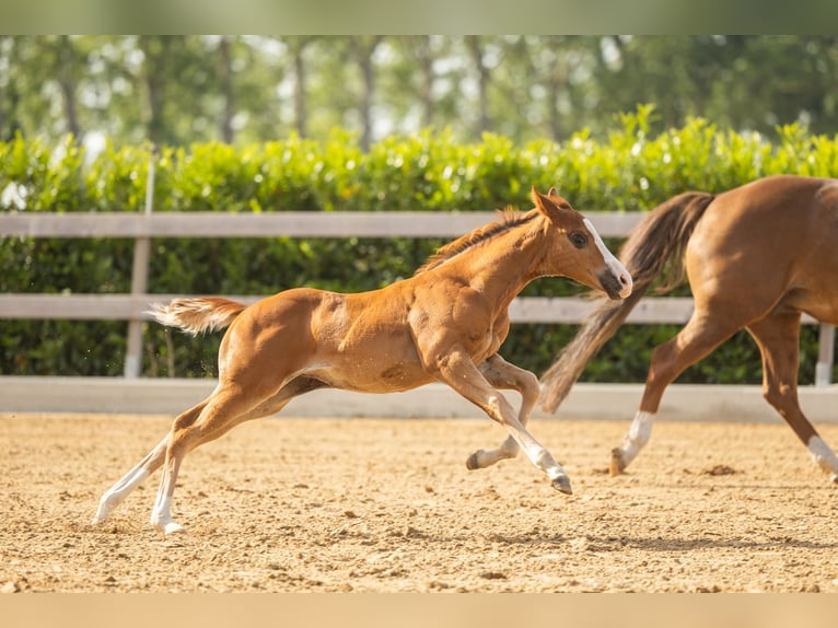 American Quarter Horse Giumenta Puledri (01/2026) Sauro scuro in Tollebeek