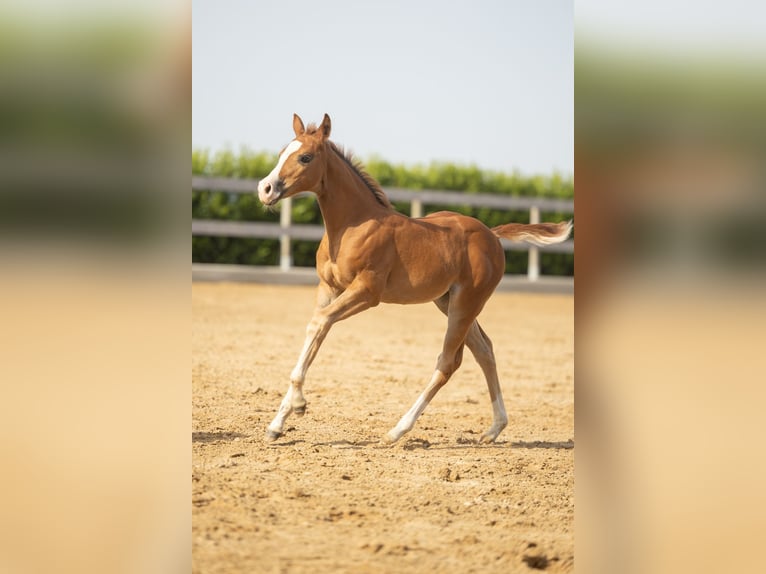 American Quarter Horse Giumenta Puledri (01/2026) Sauro scuro in Tollebeek