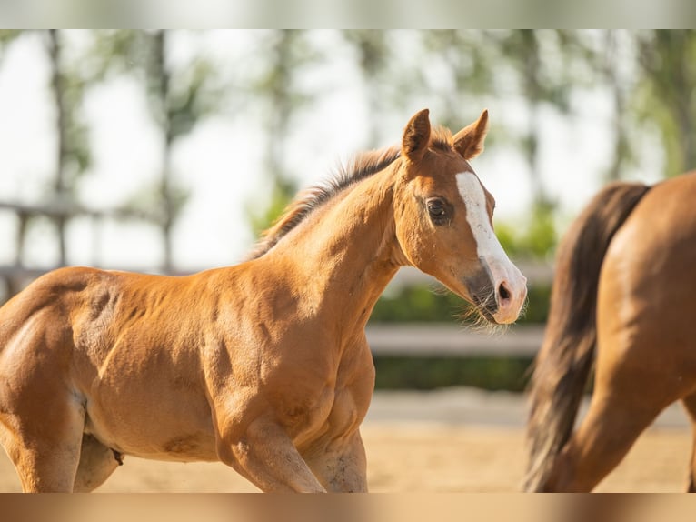 American Quarter Horse Giumenta Puledri (01/2026) Sauro scuro in Tollebeek