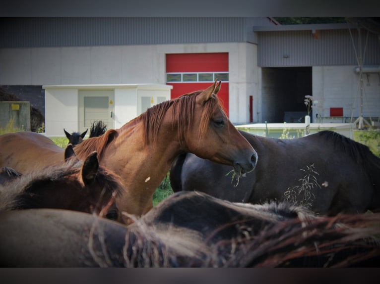 American Quarter Horse Hengst 10 Jaar 144 cm Red Dun in Offenhausen
