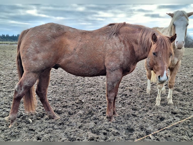 American Quarter Horse Hengst 10 Jaar 144 cm Red Dun in Offenhausen