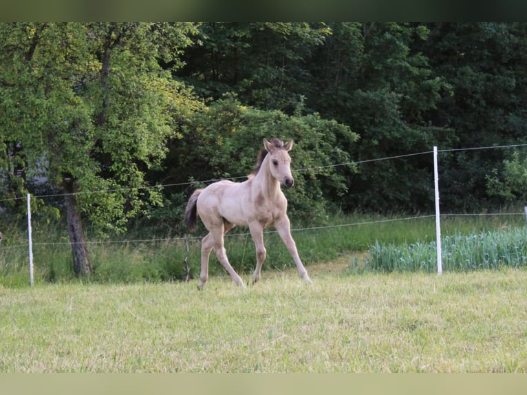 American Quarter Horse Hengst 10 Jaar 144 cm Red Dun in Offenhausen