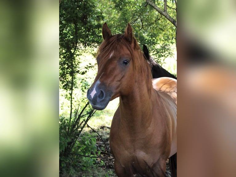 American Quarter Horse Hengst 10 Jaar 144 cm Red Dun in Offenhausen