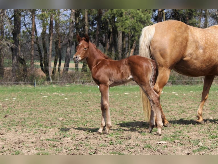 American Quarter Horse Hengst 10 Jaar 144 cm Red Dun in Offenhausen