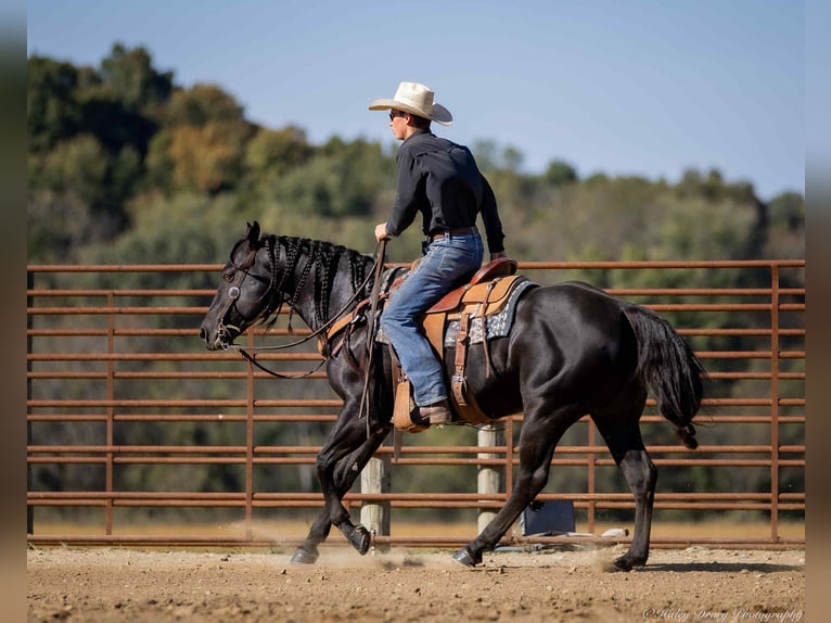 American Quarter Horse Hengst 10 Jaar 147 cm Zwart in Auburn