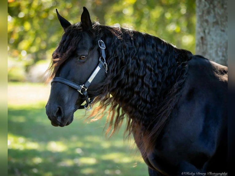 American Quarter Horse Hengst 10 Jaar 147 cm Zwart in Auburn