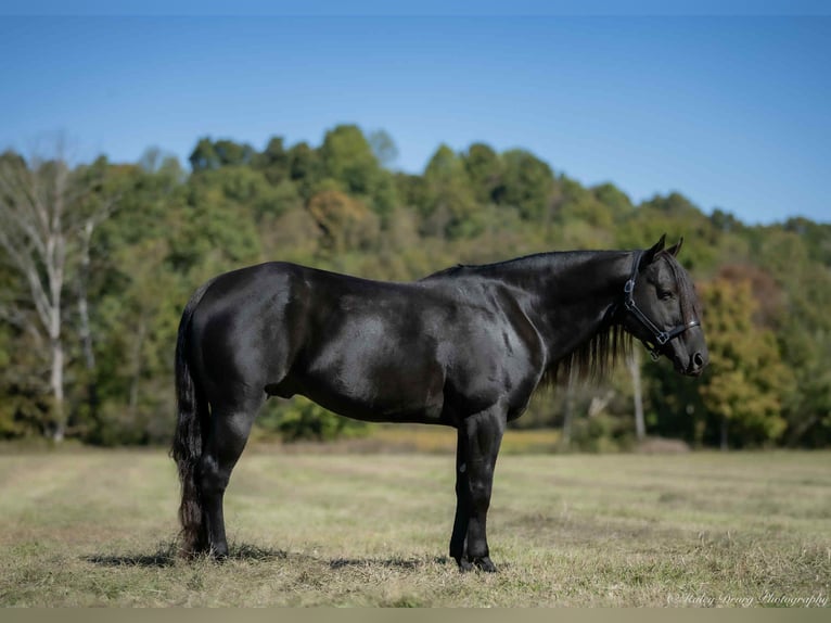 American Quarter Horse Hengst 10 Jaar 147 cm Zwart in Auburn