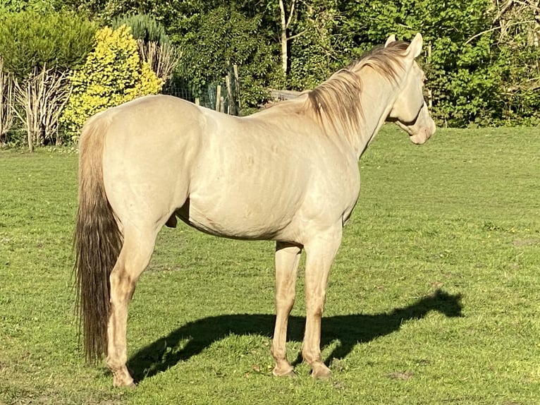 American Quarter Horse Hengst 10 Jaar 157 cm Champagne in Yvoir