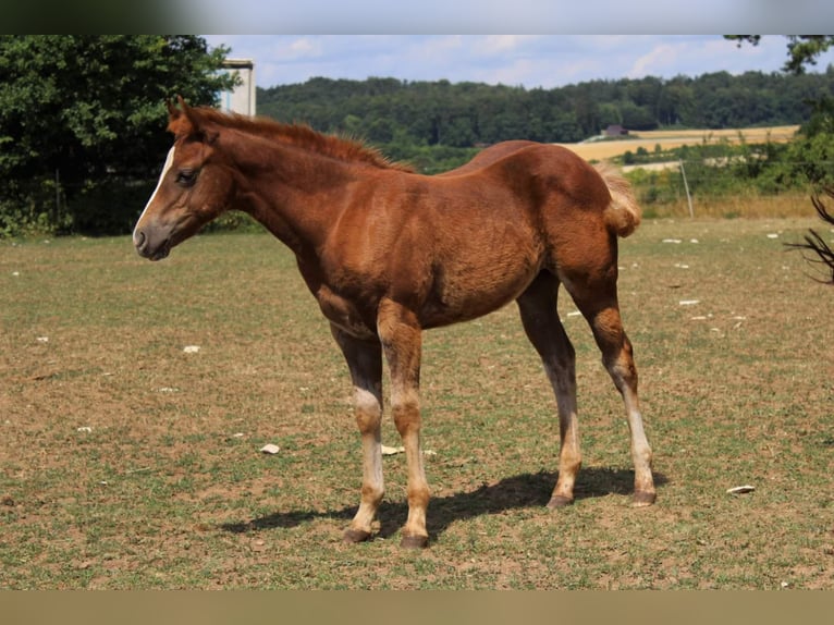 American Quarter Horse Hengst 10 Jahre 144 cm Red Dun in Offenhausen