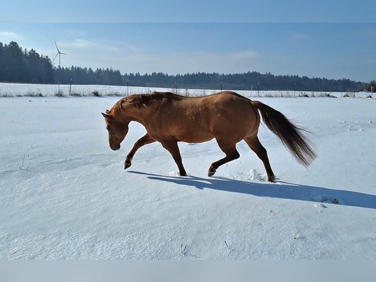 American Quarter Horse Hengst 10 Jahre 144 cm Red Dun in Offenhausen