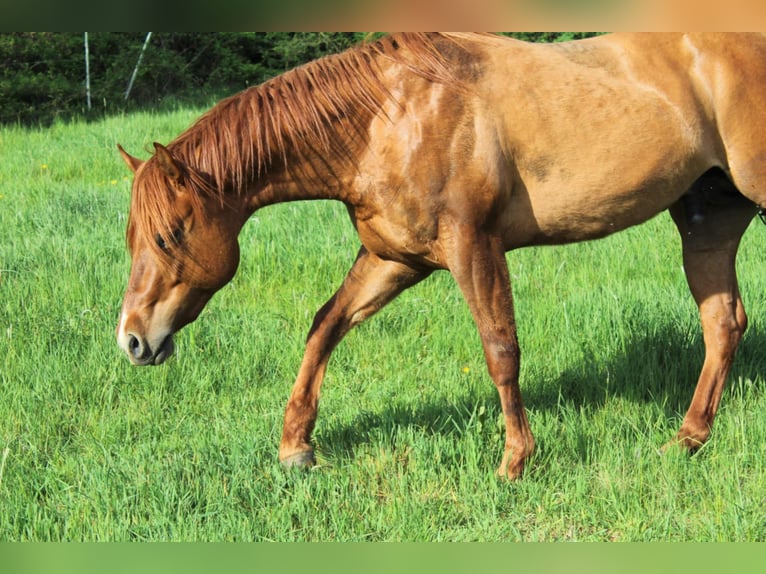 American Quarter Horse Hengst 10 Jahre 144 cm Red Dun in Offenhausen