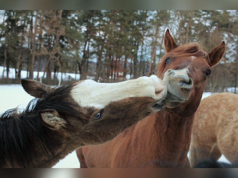American Quarter Horse Hengst 10 Jahre 144 cm Red Dun in Offenhausen