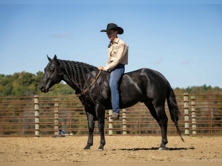 American Quarter Horse Hengst 10 Jahre 147 cm Rappe in Auburn