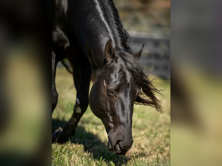 American Quarter Horse Hengst 10 Jahre 147 cm Rappe in Auburn