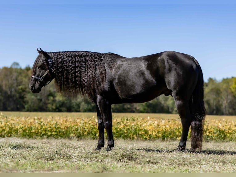 American Quarter Horse Hengst 10 Jahre 147 cm Rappe in Auburn