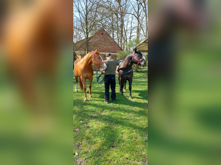 American Quarter Horse Hengst 10 Jahre 148 cm Rappe in Siedenburg