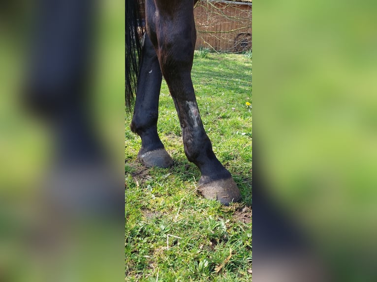 American Quarter Horse Hengst 10 Jahre 148 cm Rappe in Siedenburg