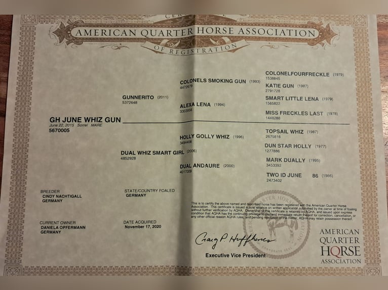 American Quarter Horse Hengst 10 Jahre 150 cm Fuchs in Bayerbach