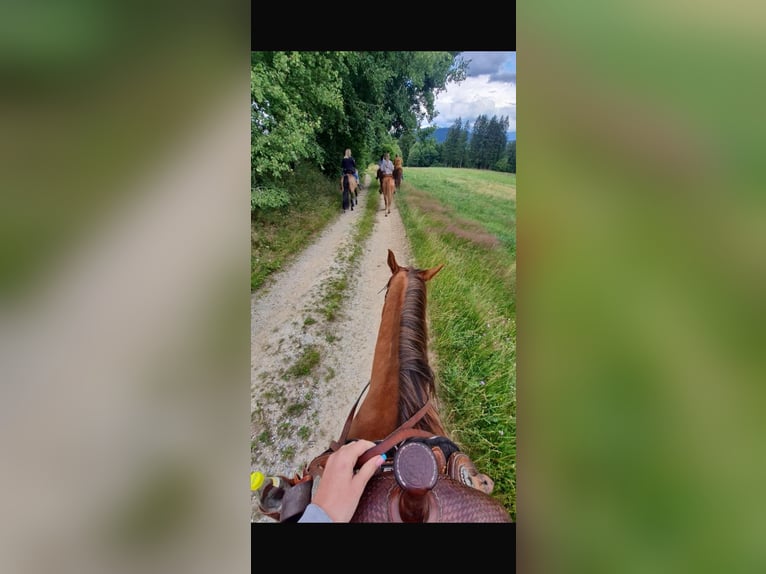 American Quarter Horse Hengst 10 Jahre 150 cm Fuchs in Bayerbach