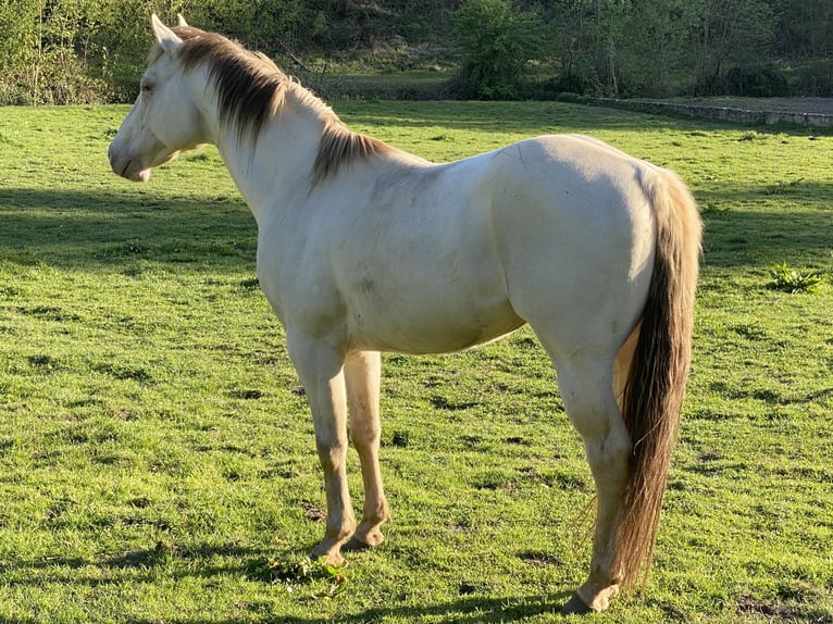 American Quarter Horse Hengst 10 Jahre 157 cm Champagne in Yvoir