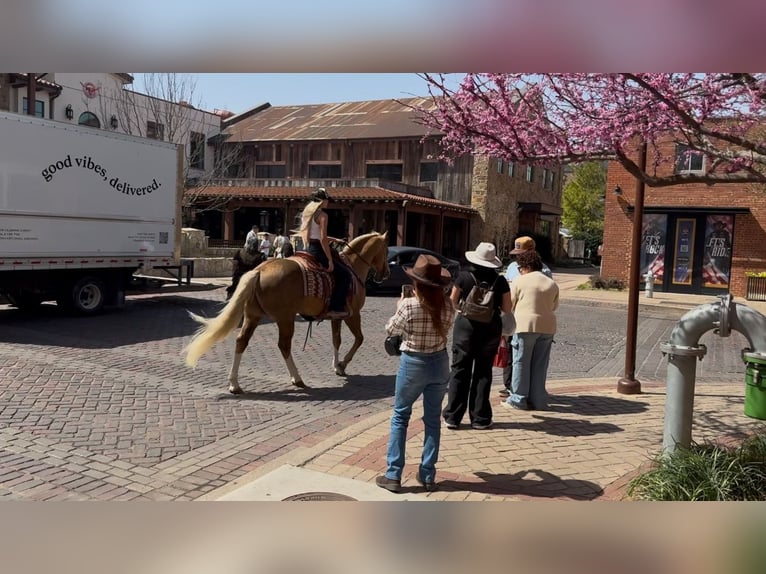 American Quarter Horse Hengst 11 Jaar 152 cm in Ponder, TX