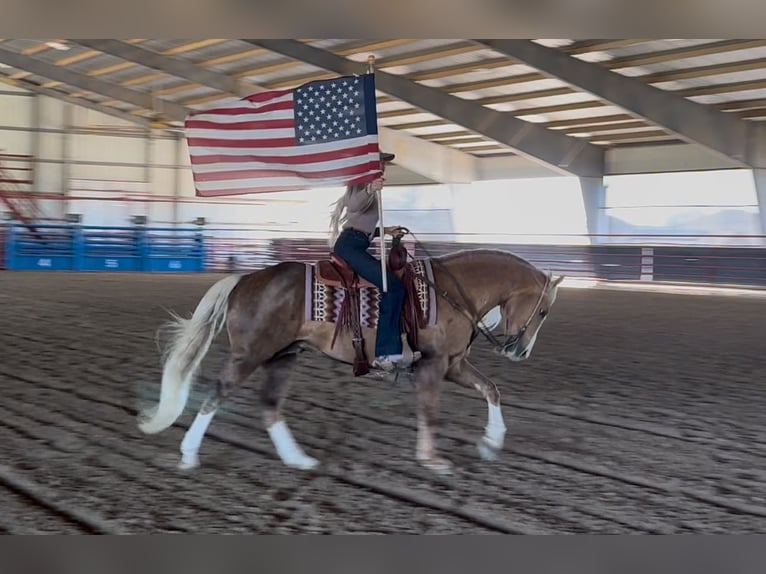 American Quarter Horse Hengst 11 Jaar 152 cm in Ponder, TX