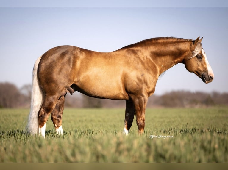 American Quarter Horse Hengst 11 Jaar 152 cm in Ponder, TX