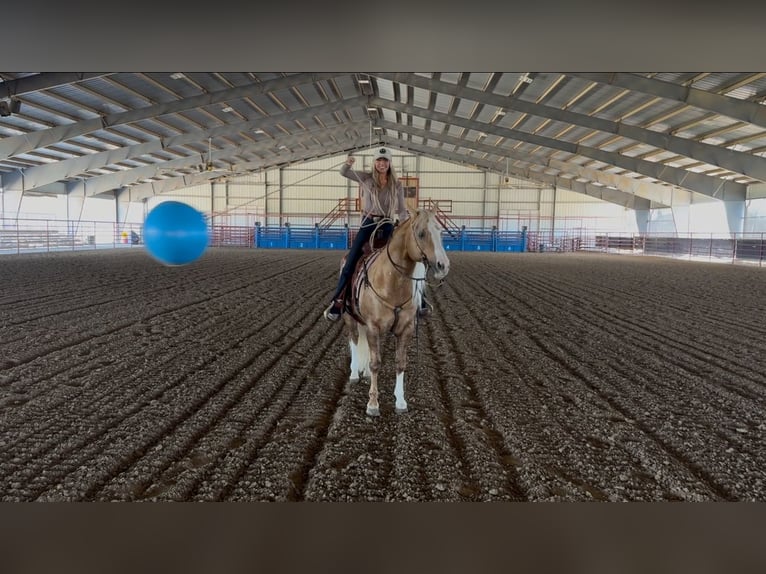 American Quarter Horse Hengst 11 Jaar 152 cm in Ponder, TX