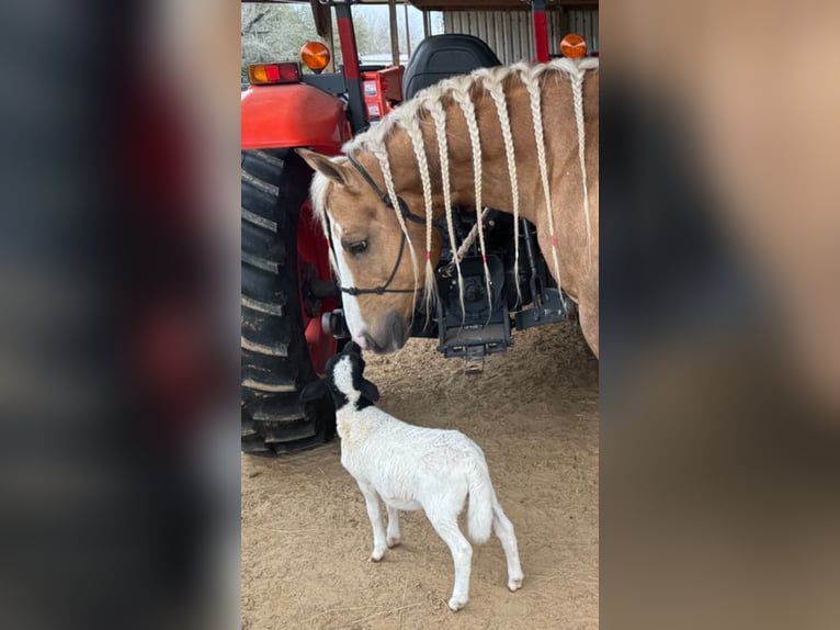 American Quarter Horse Hengst 11 Jaar 152 cm in Ponder, TX