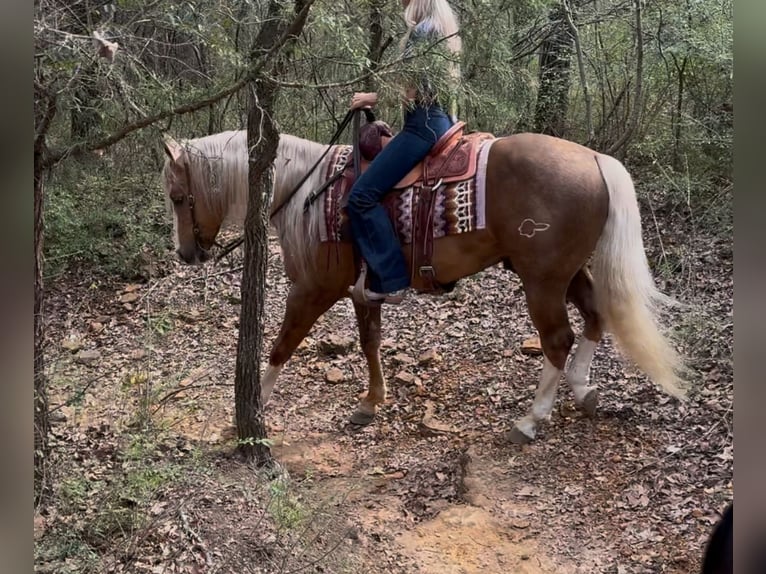 American Quarter Horse Hengst 11 Jaar 152 cm in Ponder, TX