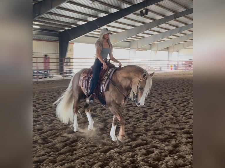 American Quarter Horse Hengst 11 Jaar 152 cm in Ponder, TX