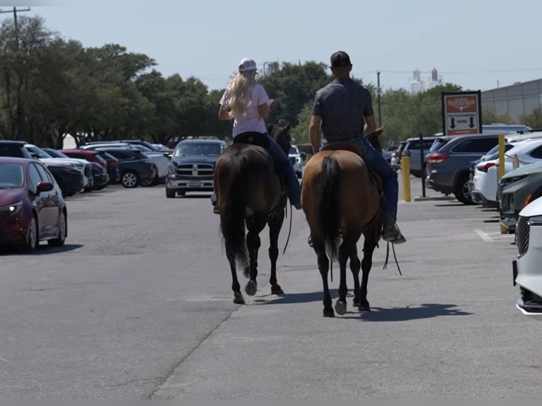 American Quarter Horse Hengst 11 Jaar Falbe in Stephenville