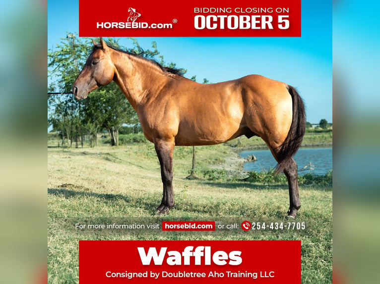 American Quarter Horse Hengst 11 Jaar Falbe in Stephenville