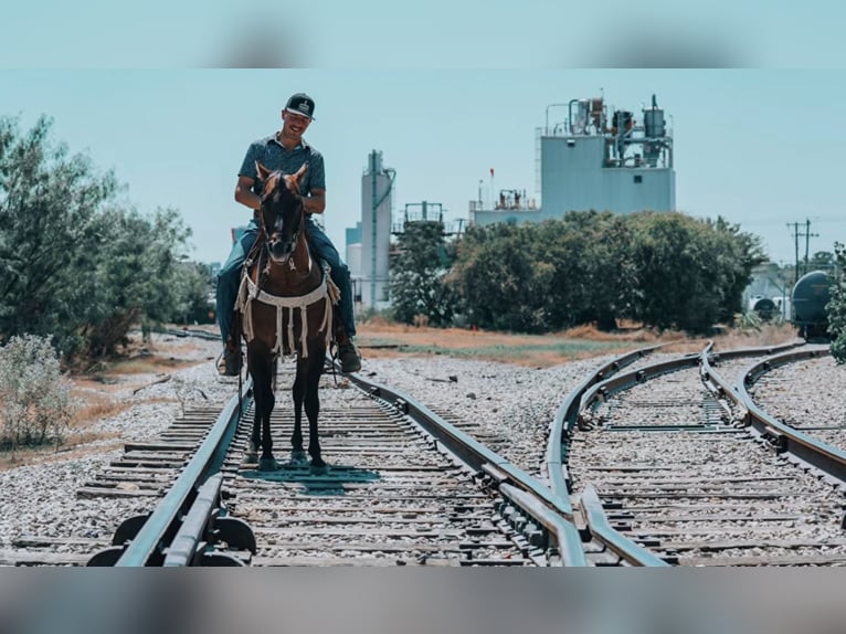 American Quarter Horse Hengst 11 Jaar Falbe in Stephenville