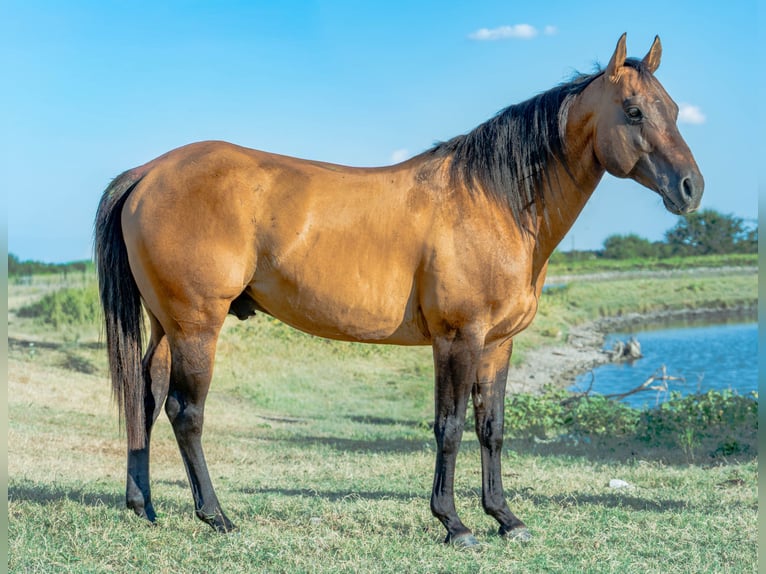 American Quarter Horse Hengst 11 Jaar Falbe in Stephenville