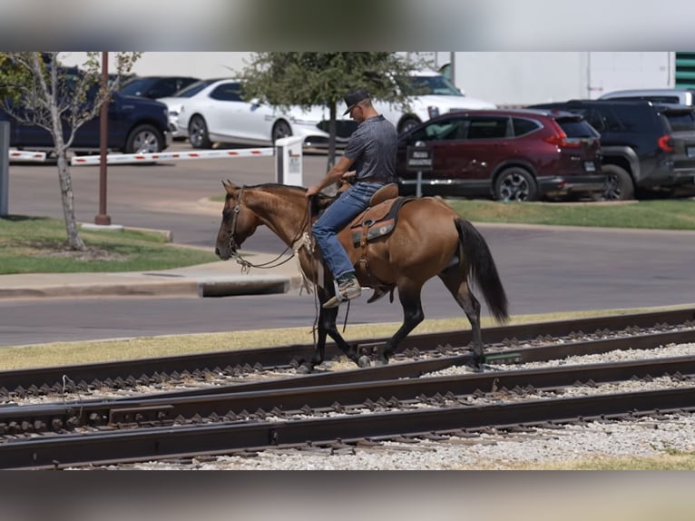 American Quarter Horse Hengst 11 Jaar Falbe in Stephenville