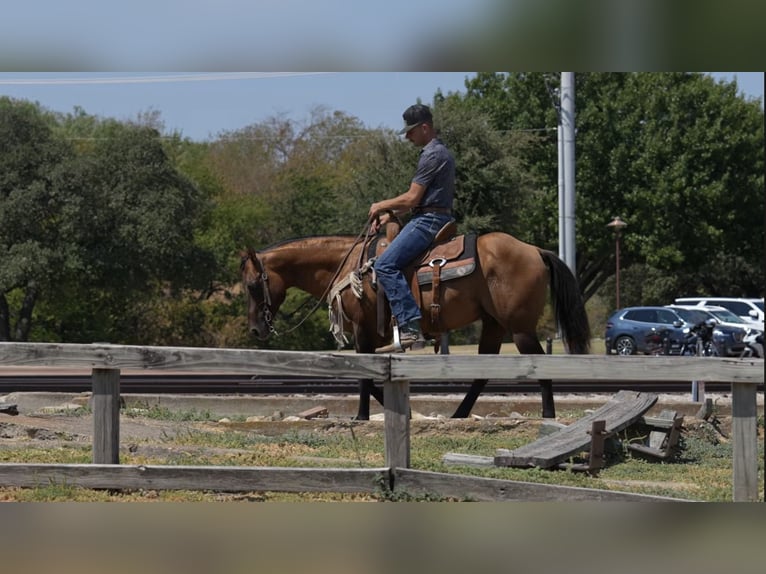 American Quarter Horse Hengst 11 Jaar Falbe in Stephenville