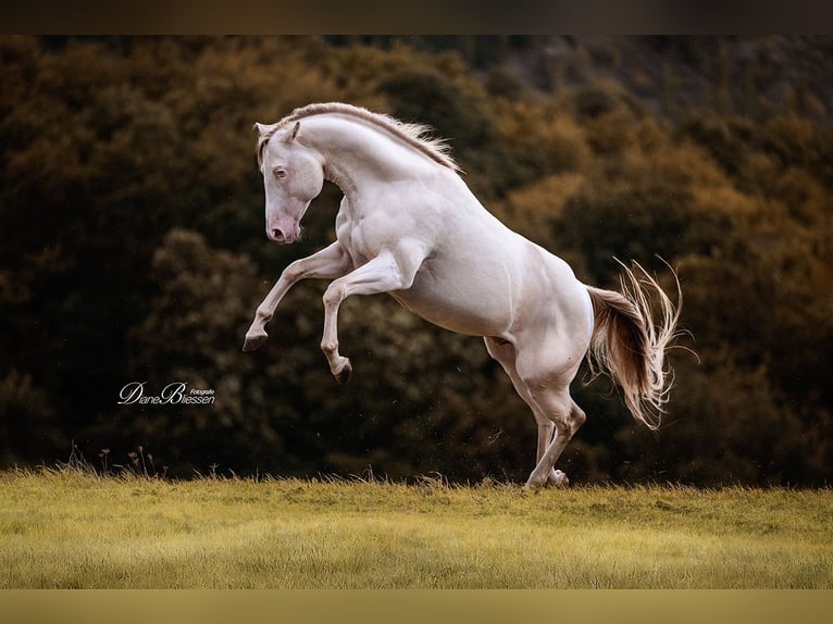American Quarter Horse Hengst 11 Jahre 150 cm Champagne in Weinähr American Quarter Horse Hengst 11 Jahre 150 cm Champagne in Weinähr