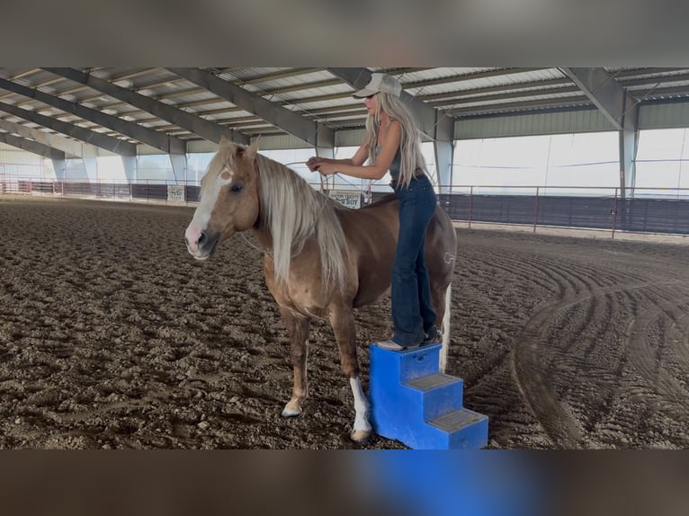 American Quarter Horse Hengst 11 Jahre 152 cm in Ponder, TX