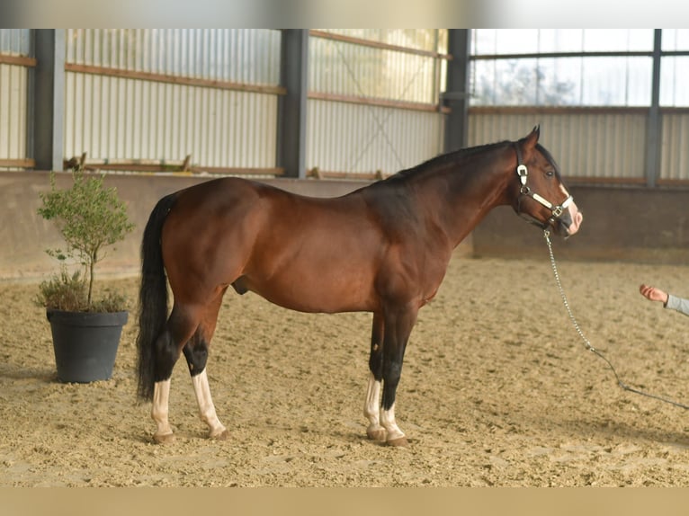 American Quarter Horse Hengst 11 Jahre 153 cm Dunkelbrauner in Geilenkirchen