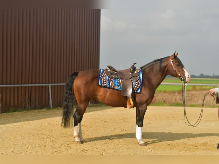 American Quarter Horse Hengst 11 Jahre 153 cm Dunkelbrauner in Geilenkirchen