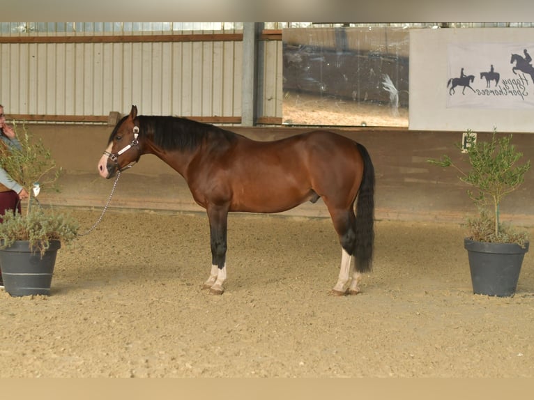 American Quarter Horse Hengst 11 Jahre 153 cm Dunkelbrauner in Geilenkirchen